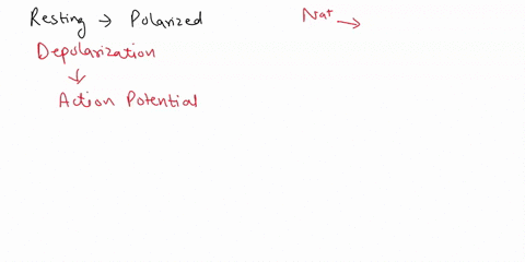 part-a-drag-the-labels-to-identify-depolarization-repolarization-and-hyperpolariztion-reset-help-return-to-resting-potential-hyperpolarization-depolarization-resting-potential-repolarization-87821