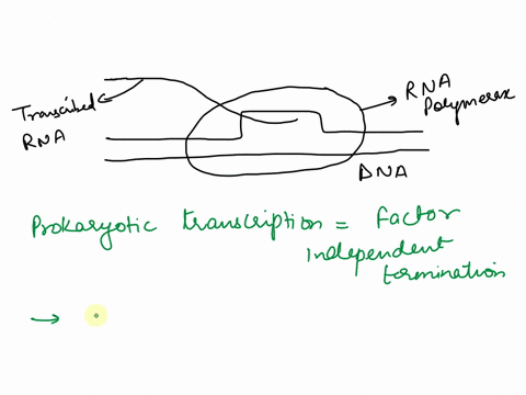3-a-draw-below-in-the-space-provided-the-characteristic-of-a-factor-independent-transcription-termination-signal-in-your-diagram-you-should-draw-the-dna-template-two-lines-transcribed-rna-li-72258