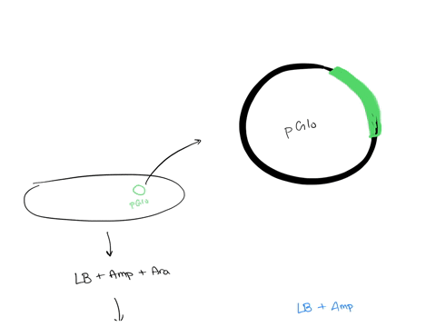you-transform-an-e-coli-bacterium-with-the-pglo-plasmid-after-growing-the-pglo-bacteria-on-an-lbampicillinarabinose-plate-you-see-distinct-colonies-form-after-16-hours-you-check-these-coloni-14832