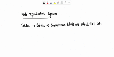 name-the-folloeing-the-tebular-structure-present-on-the-upper-end-and-side-of-the-testes-46274