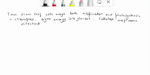 true-or-false-plant-leaf-cells-perform-both-cellular-respiration-and-photosynthesis-explain-yourself-answer-24123