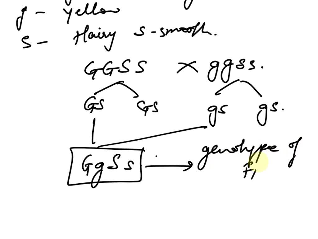 SOLVED: Question 15 (6 points) Kiwi fruit; green-fleshed fruit is dominant  over yellow-fleshed fruit and hairy skin dominant over smooth-skinned  fruit. Cross homozygous dominant for both traits with homozygous recessive  for both