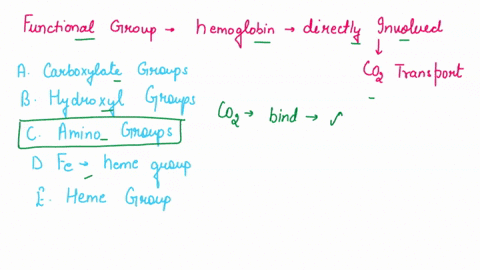 what-specific-functional-group-in-hemoglobin-is-most-directly-involved-in-binding-co2-for-transport-a-carboxylate-groups-b-hydroxyl-groups-c-amino-groups-d-the-fe-atom-in-the-heme-group-e-th-97115