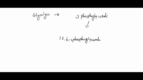 question-33-during-glycolysis-what-enzyme-catalyzes-the-production-of-3-phosphoglycerate-from-13-bisphosphoglycerate-enolase-phosphoglycerate-mutase-phosphoglycerate-kinase-herokinase-phosph-98657