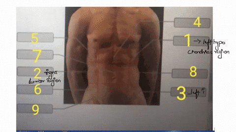 part-a-drag-the-correct-label-to-the-appropriate-abdominopelvic-region-res-right-lumbar-left-lumbar-right-hypochondriac-lei-hypochondnac-hypogastric-leit-inguinal-umbilical-region-right-ingu-67317