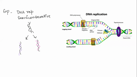 dna-synthesis-is-known-as-a-coupled-processa-trueb-false-37132