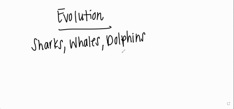 sharks-whales-and-dolphins-share-similar-features-such-as-body-shape-and-the-position-of-fins-however-sharks-have-gills-for-breathing-while-whales-and-dolphins-have-lungs-these-differences-i-41418