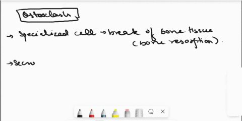question-39-1pts-bone-cells-called-break-down-bone-by-secreting-hydrochloric-acid-and-enzymes-that-dissolve-the-matrix-oosteoprogenitor-cells-oosteoid-cells-osteocytes-oosteoclasts-oosteobla-98956