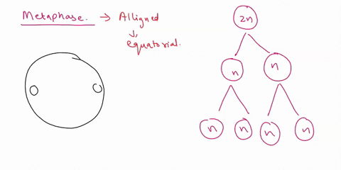 whaol-lines-up-at-the-metaphase-plate-during-both-metaphase-of-melosis-and-metaphase-of-mitosis-multiple-choice-mctaphase-melosis-einalo-chromosomes-composed-mctophase-muoss-ingio-slsto-chro-63397