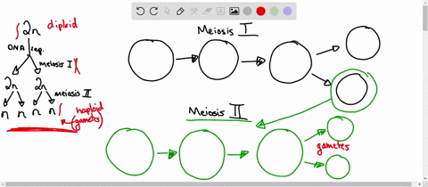 you-will-use-beads-to-model-the-two-rounds-of-meiosis-that-separate-first-the-homologous-chromosomes-then-the-sister-chromatids-be-sure-that-you-model-crossing-over-at-the-appropriate-time-a-15981