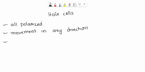 question-3-hair-cells-are-specialised-receptor-cells-which-of-the-following-statements-about-hair-cells-is-incorrect-hair-cells-are-polarised-and-respond-to-one-direction-of-movement-hair-ce-13884