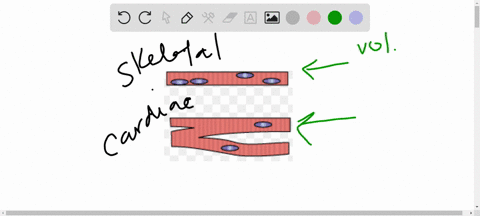 when-compared-t0-skeletal-muscle-whal-differences-are-observed-in-cardiac-muscle-cells-are-fusiform-shaped-nonstriated-and-contract-as-sheet-the-force-of-contraction-depends-on-cell-diameter-62166