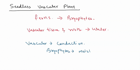 scedlct-vascular-plants-the-seedless-vascular-plantsnot-only-include-well-kown-dlants-such-put-also-qoups-dlanis-called-hare-tailand-club-mosses-inese-plant-o-loinally-anose-amter-the-bryoph-56047