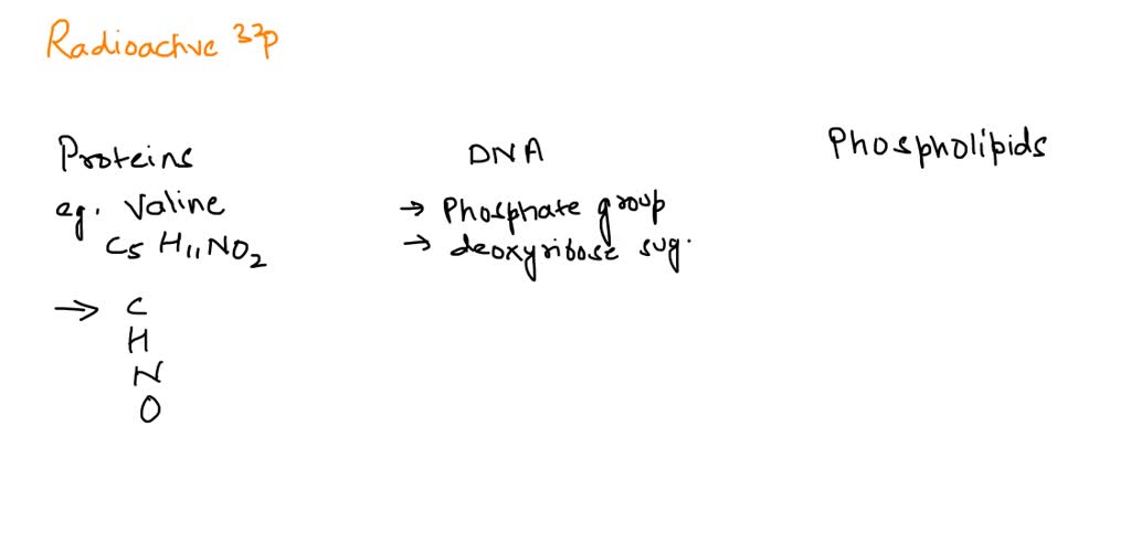 SOLVED If cells are grown in media containing amino acids labeled with