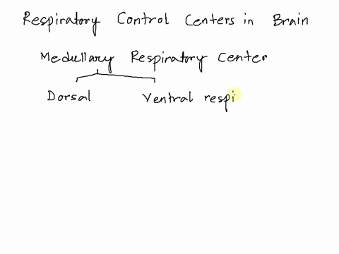 the-expiratory-neurons-send-impulses-to-the-motor-neurons-controlling-the-expiratory-muscles-durin-3-24685
