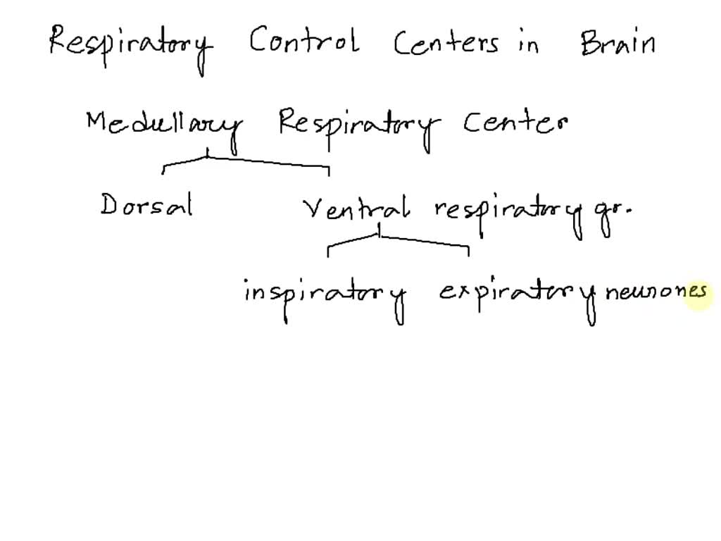 SOLVED The expiratory neurons send impulses to the motor neurons