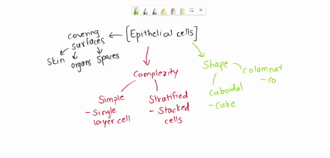 match-the-name-of-epithelium-with-the-description-column-shaped-cells-stacked-on-top-of-each-other-single-layer-of-cube-shaped-cells-stratified-squamous-can-change-shape-to-allow-expansion-a-68394