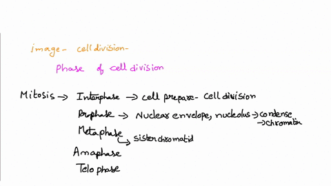 identify-the-stage-of-mitosis-shown-in-the-photomicrograph-below-interphase-prophase-anaphase-metaphase-telophase-24534