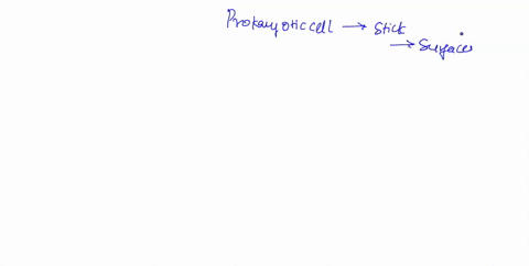 this-feature-of-the-prokaryotic-cell-helps-the-cell-to-stick-to-surfaces-a-flagella-b-pili-c-nucleoid-region-d-cell-wall-65614