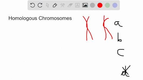 homologous-chromosomes-move-toward-opposite-poles-of-a-dividing-cell-during-a-mitosis-b-meiosis-i-c-24641