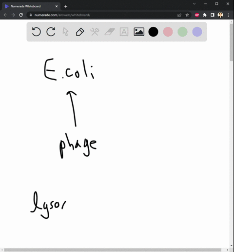 an-e-coli-cell-under-a-stable-state-of-phage-lysogeny-is-infected-with-another-phage-will-the-new-virus-follow-the-lytic-or-lysogenic-life-cycle-explain-37662