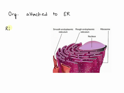 which-cell-structures-are-attached-to-the-surface-of-the-rough-er-that-allow-it-to-make-proteins-17825