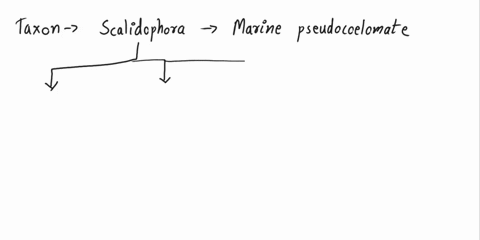 a-chitinous-cuticle-rings-scalids-on-the-introvert-and-that-two-rings-of-the-introvert-retract-all-serve-unite-what-set-0f-taxa-loricifera-kinorhyncha-and-priapulida-annelida-mollusca-and-br-59122