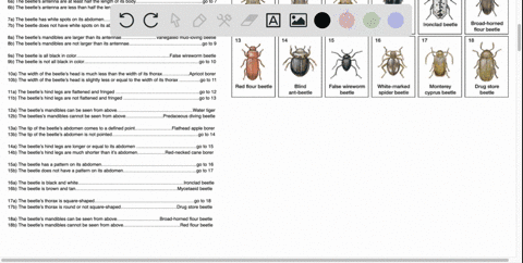 creating-a-dichotomous-key-to-classify-18-beetles-varlegated-mud-lovingbeetle-mycetaeid-beetle-apricotborer-water-tiger-pedaceous-diving-beedle-crawling-kater-beetle-flathead-apple-borer-red-31984