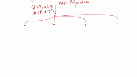 draw-out-sanger-dideoxy-sequencing-for-the-following-short-sequence-show-the-products-made-by-dna-polymerase-during-the-sequencing-reaction-and-note-the-lengths-show-the-products-as-they-mig-97211