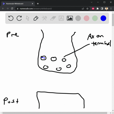 describe-how-a-pre-synaptic-action-potential-can-result-in-activation-of-an-action-potential-in-a-post-synaptic-cell-50288
