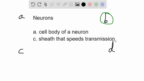 the-connection-between-two-neurons-is-called-a-soma-synapsc-myelin-transmission-87424