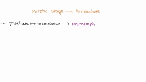 during-with-mitotic-stage-are-microtubules-attached-to-the-kinetochore-on-each-sister-chromatid-s-phase-no-answer-text-provided-g1-of-interphase-metaphase-telophase-25889