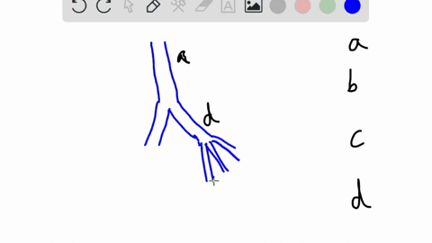 the-anatomical-part-of-the-lungs-where-oxygen-and-carbon-dioxide-are-exchanged-is-the-trachea-alveoli-bronchioles-bronchi-02235