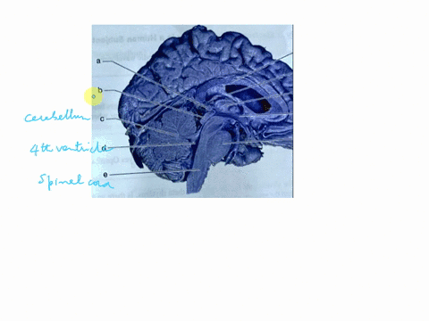 post-lab-quizzes-are-also-assignable-mastering-anatomy-physiol-name-date-lab-section-part-i-check-your-knowledge-activity-1-exploring-the-functional-anatomy-of-the-brain-1-identify-the-compo-15875