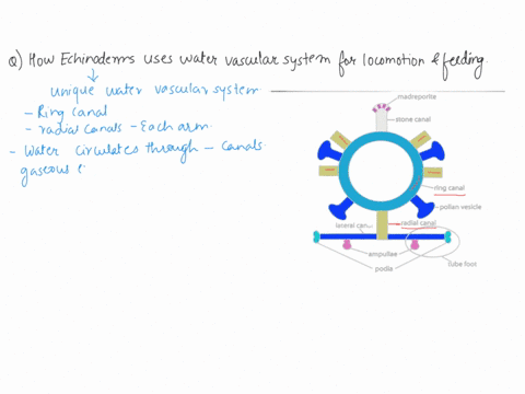 explain-how-the-water-vascular-system-is-used-by-echinoderms-for-both-locomotion-and-feeding-69745