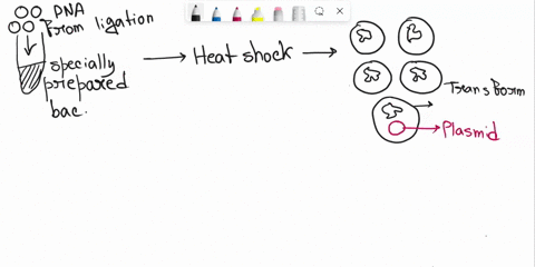 draw-a-picture-of-the-results-of-transforming-your-new-cdna-library-into-ecoli-you-should-show-5-e-coli-cells-each-containing-their-own-chromosome-plus-one-of-your-plasmids-when-these-transf-97402