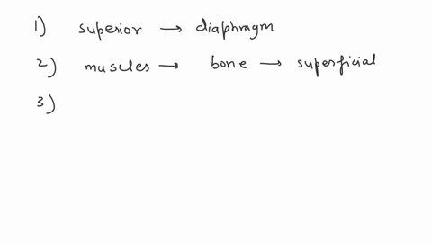 the-heart-is-located-to-the-diaphragm-the-muscles-are-to-the-bone-the-shoulder-is-the-elbow-in-anatomical-position-the-thumb-is-to-the-index-finger-the-vertebral-region-is-__________-to-the-82556