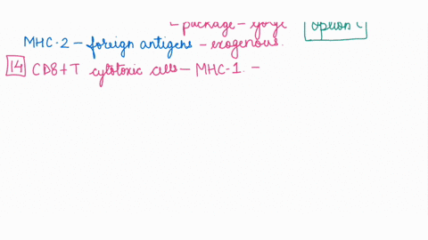 where-are-the-major-histocompatibility-complex-molecules-once-they-have-been-loaded-with-antigen-poptides-ocated-in-reference-t0-the-cells-within-the-nucleus-of-the-cell-within-the-cytoplasm-56294