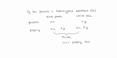 you-are-a-breeder-of-animals-with-an-x-linked-coat-color-gene-one-allele-of-which-gives-black-fur-and-another-of-which-gives-white-fur-black-fur-is-dominant-to-white-fur-you-have-a-black-coa-56567