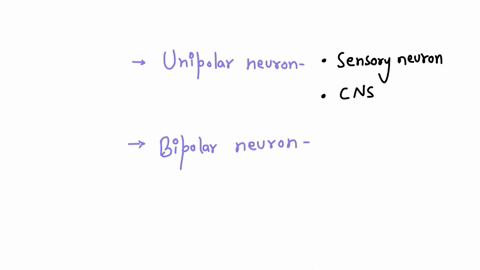 distinguish-the-characteristics-with-the-neuron-structural-type-by-clicking-and-dragging-the-labels-to-the-correct-location-unipolor-neuron-that-is-functionally-a-sensory-neuronbegins-at-a-s-96084