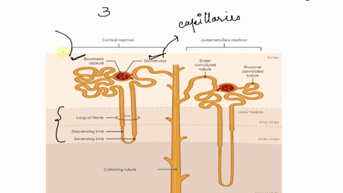 which-of-the-following-describes-process-that-occurs-along-the-proximal-tubules-of-nephron-glucose-lactate-and-amino-acids-are-reabsorbed-urea-i5-actively-eabsorded-toxins-in-the-filtrate-ar-53043