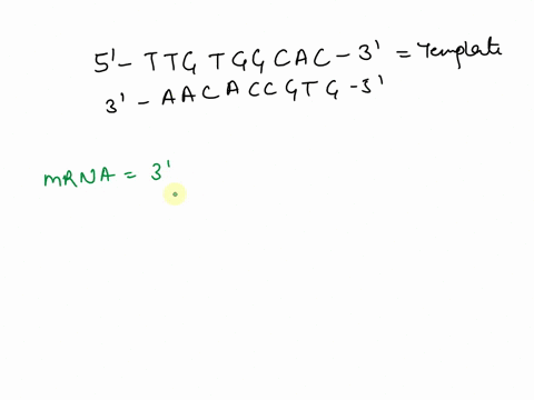 which-of-the-following-would-be-the-correct-product-of-transcription-from-the-following-dna-5-ttgtggcac-3-template-3-aacaccgtg-5-a-3-ttgtggcac-5-b-3-uuguggcac-5-c5-uuguggcac-3-d-5-gugccacaa-65002