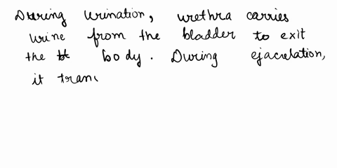 exercise-31review-sheet-the-male-reproductive-system-name-lab-section-date-1explain-why-the-urethra-has-both-a-reproductivefunction-and-a-urinary-function-in-males-2complete-the-following-ta-74705