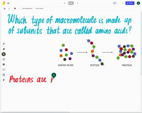 which-type-of-macromolecule-is-made-up-of-subunits-that-are-called-amino-acids-26567