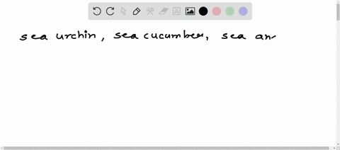 sea-urchin-sea-cucumber-sea-anemone-brittle-star-find-odd-one-out-08032