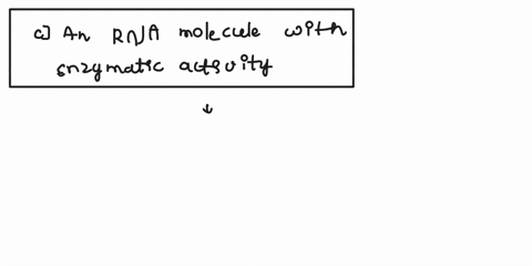 what-is-a-ribozyme-a-an-enzyme-that-synthesizes-rna-primers-during-dna-replication-ban-enzyme-that-catalyzes-the-association-between-the-large-and-small-ribosomal-subunits-can-rna-molecule-w-27987