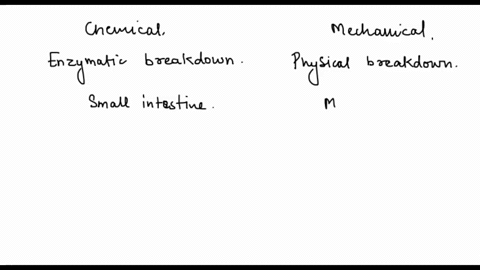 describe-the-chemical-digestion-versus-the-mechanical-digestion-69824