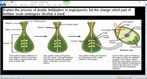 explain-the-process-of-double-fertilization-in-angiosperms-list-the-change-which-part-of-fertilizer-ovule-undergoes-develop-a-seed-41162
