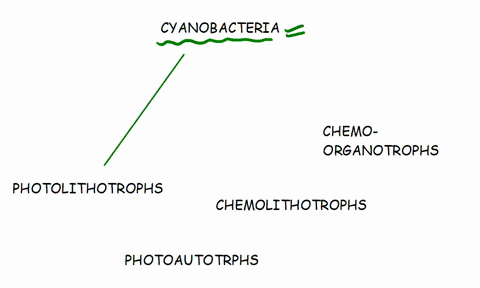 cyanobacteria-harness-energy-from-the-sun-through-photosynthesis-and-oxidize-water-to-provide-electr-34435