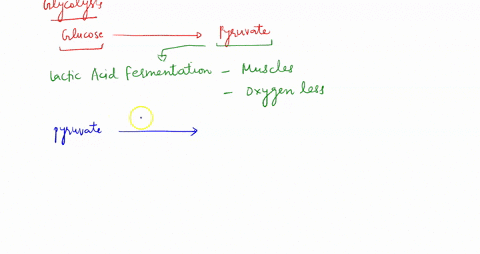 muscle-cells-in-oxygen-deprivation-convert-pyruvate-to-microorganisms-such-as-yeast-convert-pyruvate-to-whereas-select-one-a-acetaldehyde-lactic-acid-b-lactic-acid-coz-c-ethanol-coz-d-lactic-15002
